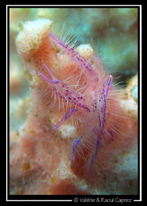 Climbing time (Hairy crab - Lauriea sp) by Raoul Caprez 